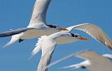 Terns In Flight_41442